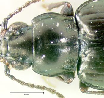 Media type: image;   Entomology 34748 Aspect: pronotum dorsal
